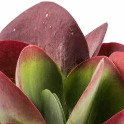 Plant Supplies Sale -Plant Supplies Sale Kalanchoe thyrsiflora Paddle Plant 6bc09add 2e91 448a b45d 14c408e92be7