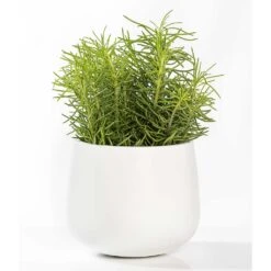 Kevan Essentials Plant Pot - Matt White -Plant Supplies Sale Kevan Plant Pot Matt White Houseplant