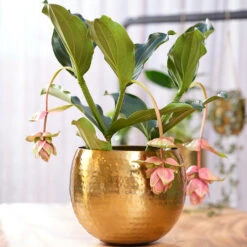 Kody Metal Plant Pots - Set Of 3 - Large - Gold 9 Kody Metal Plant Pots - Set Of 3 - Large - Gold -Plant Supplies Sale Kody Metal Plant Pots Set of 2 Small Gold Lifestyle 02 c446cf52 5828 483a b7f1 16895f1c1bb7