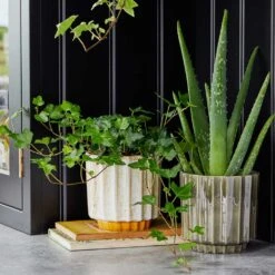 Lugano Scalloped Plant Pot - Mustard -Plant Supplies Sale LIfestyle Lugano Scalloped Plant Pot