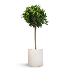 Max Refined Planter - Natural White 14 Max Refined Planter - Natural White -Plant Supplies Sale Laurus nobilis Bay Tree 25x130cm Max Refined Planter Natural White 29x29.5cm 60aea5e9 dce7 4349 9dcd da1f6b99943b