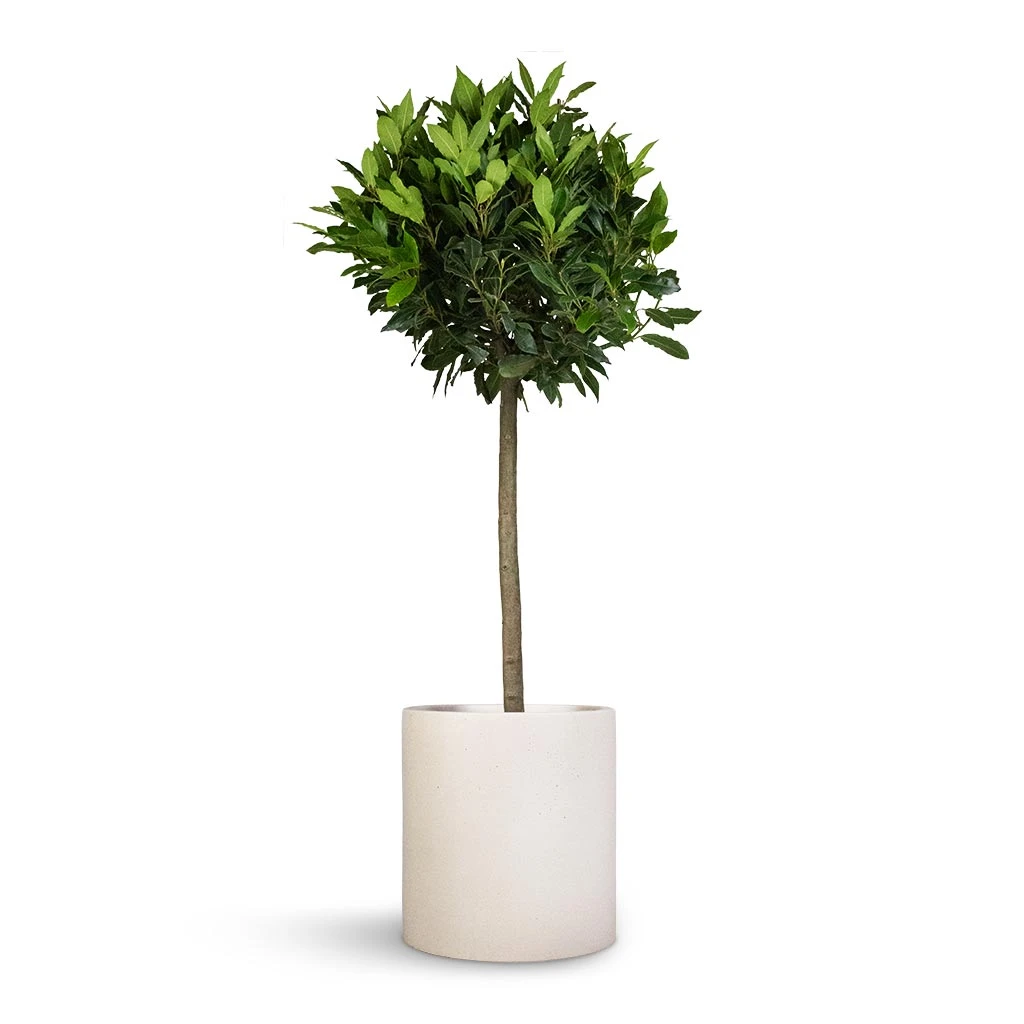 Max Refined Planter - Natural White 3 Max Refined Planter - Natural White - Image 3