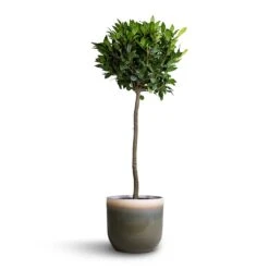 Tarra Plant Pot - Forest -Plant Supplies Sale Laurus nobilis Bay Tree 25x130cm Tarra Plant Pot Forest 29x25cm 92f71aed ac19 41a1 b346 2acab6b339d3
