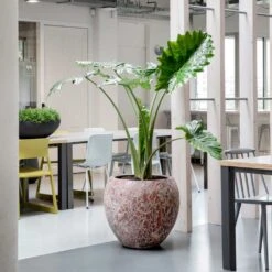 Lava Balloon Relic Planter - Pink -Plant Supplies Sale Lava Balloon Relic Planter Pink 3