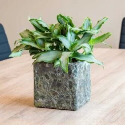 Lava Cube Relic Planter - Jade -Plant Supplies Sale Lava Cube Relic Planter Jade Houseplants