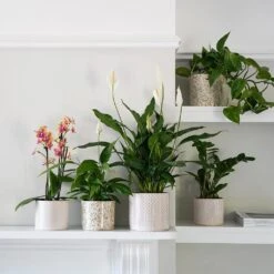 Lazzaro Plant Pot - Linen Effect -Plant Supplies Sale Lazzaro Plant Pot Linen Effect 18 x 16cm