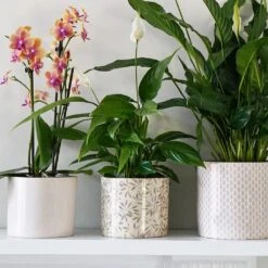 Lazzaro Plant Pot - Sage Foliage -Plant Supplies Sale Lazzaro Plant Pot Sage Foliage 15 x 13cm