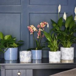 Lazzaro Plant Pot - Vintage Bird -Plant Supplies Sale Lazzaro Plant Pot Vintage Bird 15 x 13cm