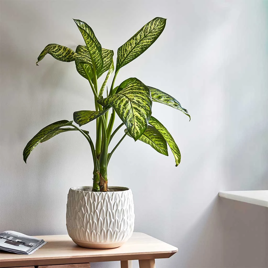 Arles Leaf Plant Pot - White 2 Arles Leaf Plant Pot - White - Image 2