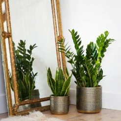 Solis Embossed Plant Pot - Gold 17 Solis Embossed Plant Pot - Gold -Plant Supplies Sale Lifestyle Solis Embossed Plant Pot Gold 18x18cm 1