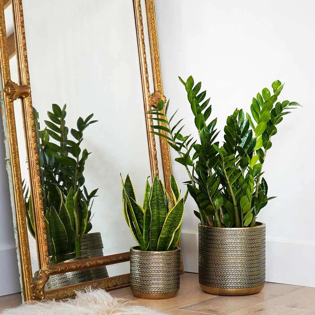 Solis Embossed Plant Pot - Gold 8 Solis Embossed Plant Pot - Gold - Image 8