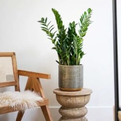 Solis Embossed Plant Pot - Gold 15 Solis Embossed Plant Pot - Gold -Plant Supplies Sale Lifestyle Solis Embossed Plant Pot Gold 18x18cm