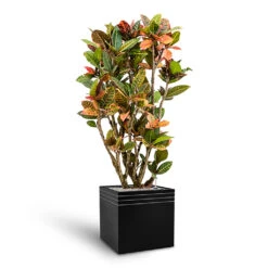 Line-Up Cube Planter - Matt Black -Plant Supplies Sale Line Up Cube Planter Matt Black Croton