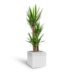 Line-Up Cube Planter - Matt White -Plant Supplies Sale Line Up Cube Planter Matt White Yucca