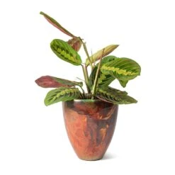 Maranta Leuconeura Var. Erythroneura - Herringbone Plant -Plant Supplies Sale Livin Beauty Flowerpot Copper Smooth Maranta leuconeura erythroneura Herringbone Plant 234e225d 101b 4bf2 8296 0487b3cb94af