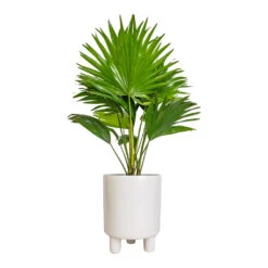 Pisa Plant Pot - White -Plant Supplies Sale Livistona rotundifolia Footstool Palm 14x60cm Pisa Plant Pot White 16x19cm