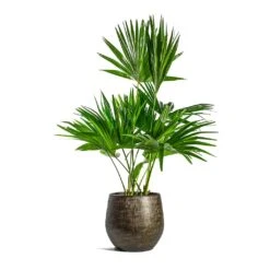 Ryan Plant Pot - Shiny Gold -Plant Supplies Sale Livistona rotundifolia Footstool Palm Ryan Plant Pot Shiny Gold 599e8d31 e617 4436 a26a aec82542de36