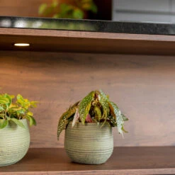 Lydia Plant Pot - Shiny Green -Plant Supplies Sale LydiaPlantPot ShinyGreen 6