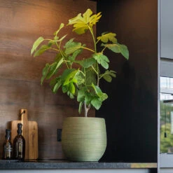 Lydia Plant Pot - Shiny Green -Plant Supplies Sale LydiaPlantPot ShinyGreen 8