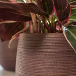 Lydia Plant Pot - Shiny Purple -Plant Supplies Sale LydiaPlantPotShiny Purple 6