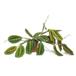 Maranta Leuconeura Var. Erythroneura - Herringbone Plant -Plant Supplies Sale Maranta leuconeura var erythroneura Herringbone Plant 12cm Trailing