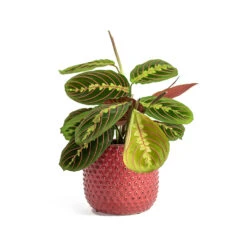 Maranta Leuconeura Var. Erythroneura - Herringbone Plant -Plant Supplies Sale Maranta leuconeura var erythroneura Herringbone Plant Bolino Plant Pot Bright Pink 0473a37f cdfd 4d38 92cd e870c58644bd