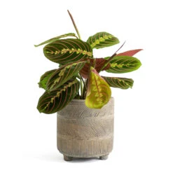 Maranta Leuconeura Var. Erythroneura - Herringbone Plant -Plant Supplies Sale Maranta leuconeura var erythroneura Herringbone Plant Nola Plant Pot Shiny Earth 883c1cc3 2ee9 4e57 a92a 3ee494c93a29