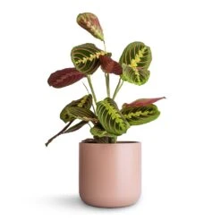 Maranta Leuconeura Var. Erythroneura - Herringbone Plant -Plant Supplies Sale Maranta leuconeura var. erythroneura Herringbone Plant 12x35cm Lisbon Plant Pot Pink Clay 15x15cm