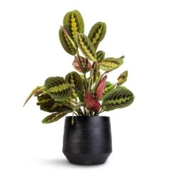 Norell Plant Pot - Black -Plant Supplies Sale Maranta leuconeura var. erythroneura Herringbone Plant 12x35cm Norell Plant Pot Black 18x16cm
