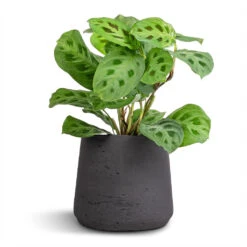 Patt Plant Pot - Black Washed 29 Patt Plant Pot - Black Washed -Plant Supplies Sale Maranta leuconeura var. kerchoveana Rabbit s Foot 12x25cm Patt Plant Pot Black Washed 17x14cm 7e1a5c08 4a8f 4ce0 8a83 b77f13d689dc