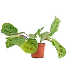 Maranta Leuconeura Var. Kerchoveana - Variegated Rabbit's Foot -Plant Supplies Sale Maranta leuconeura var. kerchoveana Variegata Rabbit s Foot