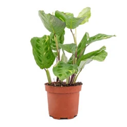 Maranta Leuconeura Var. Kerchoveana - Variegated Rabbit's Foot -Plant Supplies Sale Maranta leuconeura var. kerchoveana Variegata Rabbit s Foot 5573