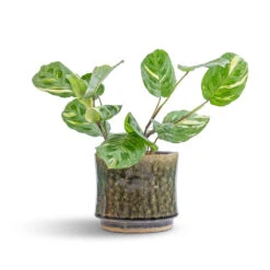 Nolan Plant Pot - Pine -Plant Supplies Sale Maranta leuconeura var. kerchoveana Variegated Rabbit s Foot 12x25cm Nolan Plant Pot Pine 17x15cm 7 45de311c ec2d 4c88 abbc 5147a60ed3d7