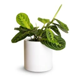 Puk Essentials Planter - Matt White -Plant Supplies Sale Maranta leuconeura var.erythroneura Lemon Lime 12x35cm Puk Planter Matt White 15x15cm fc18bf38 3c69 4fca b990 df9582477617