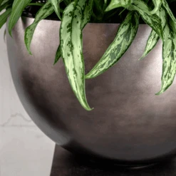 Plant Supplies Sale -Plant Supplies Sale MetallicPlantBowl MattCoffee 45x27cmPlantPotSizeCheck HortologyMetallicPlantBowl MattCoffee 2