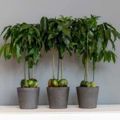 Mini Bucket Plant Pot - Black Washed -Plant Supplies Sale Mini Bucket Plant Pot Black Washed Houseplants