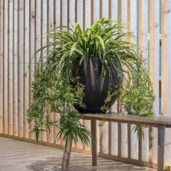 Mini Orb Kevan Plant Pot - Black Washed -Plant Supplies Sale Mini Orb Kevan Plant Pot Black Washed Spider Plant