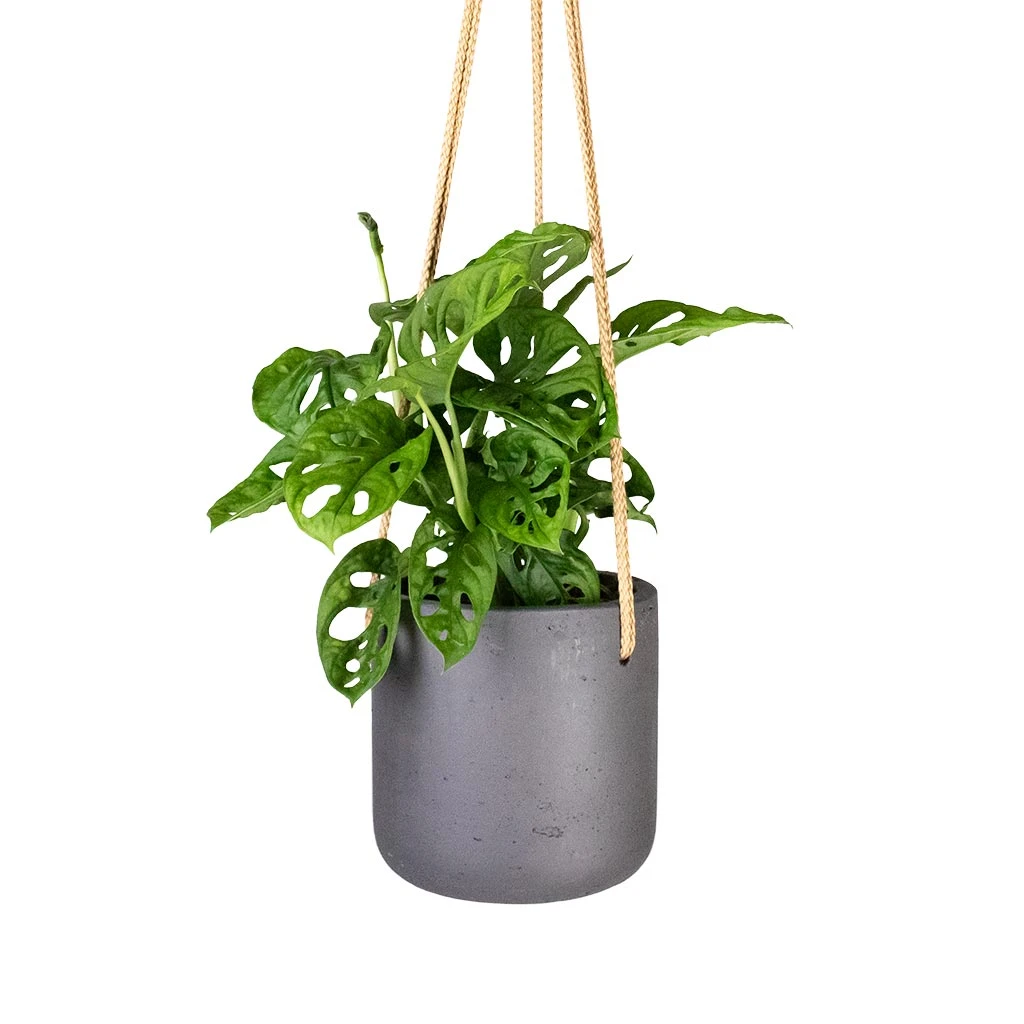 Charlie Hanging Plant Pot - Black Washed 3 Charlie Hanging Plant Pot - Black Washed - Image 3