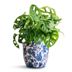 Monstera Adansonii - Philodendron Monkey Mask -Plant Supplies Sale Monstera adansonii Philodendron Monkey Mask 12x30cm Monza Plant Pot Vintage Blue 15x14cm 28da4d81 1c9a 49ec a532 5d128b29c64c