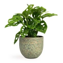 Monstera Adansonii - Philodendron Monkey Mask -Plant Supplies Sale Monstera adansonii Philodendron Monkey Mask 12x30cm Rinca Plant Pot Shiny Green 15x13cm