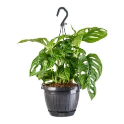 Monstera Adansonii - Philodendron Monkey Mask -Plant Supplies Sale Monstera adansonii Philodendron Monkey Mask 15x40cm