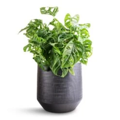 Norell Plant Pot - Black -Plant Supplies Sale Monstera adansonii Philodendron Monkey Mask 19x50cm Norell Plant Pot Black 25x24cm bb5bbba4 6f7f 4889 9bb5 1cbe250f8a99