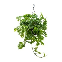 Monstera Adansonii - Philodendron Monkey Mask -Plant Supplies Sale Monstera adansonii Philodendron Monkey Mask 28x40cm v2