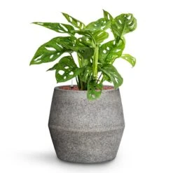 Harley Cement & Stone Plant Pot - Granite Grey -Plant Supplies Sale Monstera adansonii Philodendron Monkey Mask HydroCare Cement Stone Harley Plant Pot Granite Grey 53c6a442 84b2 4ab2 bef1 30b7551902c5