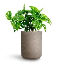 Suzi Plant Pot - Grey Washed -Plant Supplies Sale Monstera adansonii Philodendron Monkey Mask HydrocultureSuzi Plant Pot Grey Washed