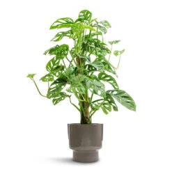 Aries Handles Plant Pot - Charcoal 16 Aries Handles Plant Pot - Charcoal -Plant Supplies Sale Monstera adansonii Philodendron Monkey Mask Moss Pole 16x60cm Aries Handles Plant Pot Charcoal 19x20cm e5b3044e fe7b 42b2 be99 1af44f34a556