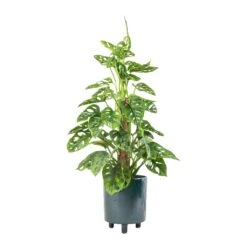 Pisa Plant Pot - Emerald -Plant Supplies Sale Monstera adansonii Philodendron Monkey Mask Moss Pole 16x60cm Pisa Plant Pot Emerald 20x24cm