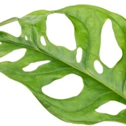 Monstera Adansonii - Philodendron Monkey Mask -Plant Supplies Sale Monstera adansonii Philodendron Monkey Mask SWATCH