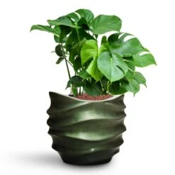Gradient Lee Couple Planter - Matt Forest -Plant Supplies Sale Monstera deliciosa HydroCare Gradient Lee Couple Planter Matt Forest d3509c7c bd76 4c29 903f 43f1836bf21f