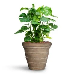 Treasure Selena Planter - Chalk Beige 12 Treasure Selena Planter - Chalk Beige -Plant Supplies Sale Monstera deliciosa HydroCare Treasure Selena Planter Chalk Beige 50a11016 4d83 40cf 88d7 568c5e42d6d0
